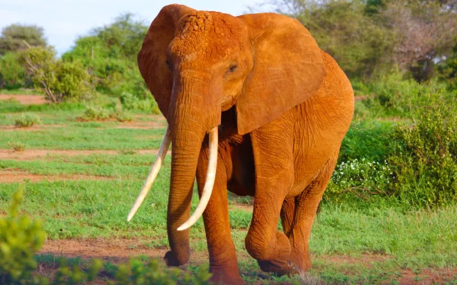 10 Tips for the perfect Safari Travel