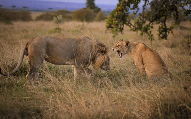 Kenia – cradle of mankind and modern-day Africa